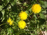kwiat_1205