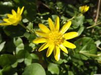 kwiat_1206
