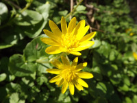 kwiat_1207