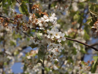 kwiat_1215
