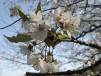 kwiat_1217