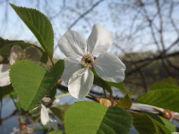 kwiat_1218