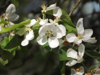 kwiat_1220