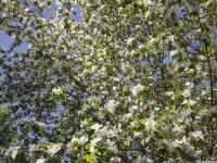 kwiat_1222