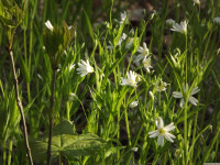 kwiat_1225