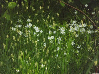 kwiat_1226