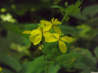 kwiat_1230