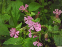kwiat_1231