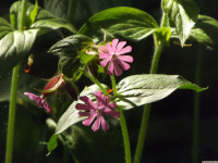 kwiat_1232