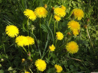 kwiat_1233