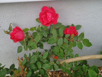 kwiat_1236