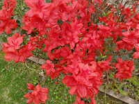kwiat_1238