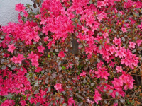kwiat_1242
