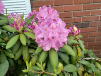 kwiat_1243