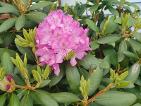kwiat_1244
