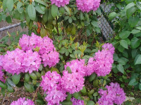 kwiat_1245