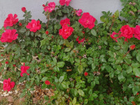 kwiat_1247