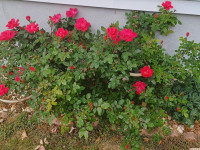 kwiat_1248