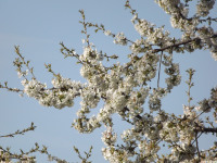 kwiat_1250