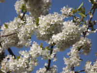 kwiat_1251