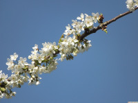 kwiat_1252