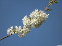 kwiat_1253