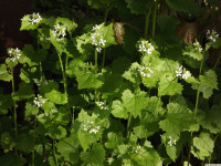 kwiat_1254