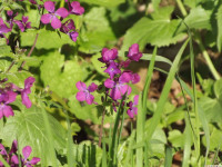 kwiat_1255