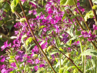 kwiat_1256