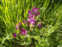 kwiat_1257