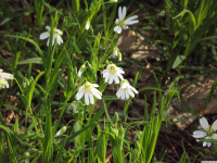 kwiat_1258