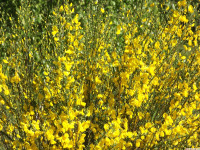kwiat_1260