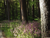 kwiat_1261