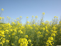 kwiat_1267
