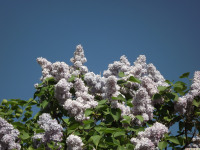kwiat_1268