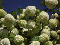 kwiat_1269