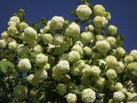 kwiat_1270