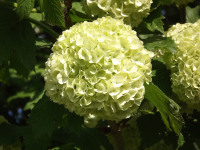 kwiat_1271