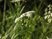 kwiat_1272