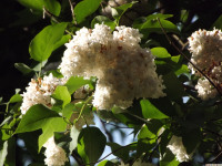 kwiat_1274