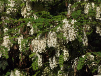 kwiat_1275