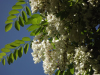 kwiat_1276