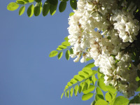 kwiat_1277