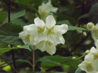 kwiat_1280