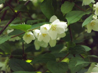 kwiat_1281