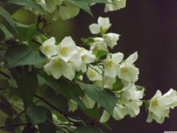 kwiat_1282