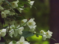kwiat_1283