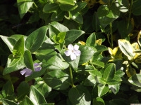 kwiat_1285