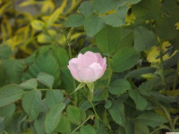 kwiat_1287