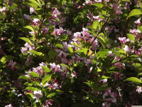 kwiat_1288